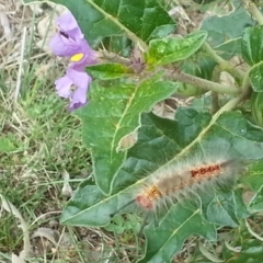 Solanum cinereum at Hackett, ACT - 15 Nov 2015