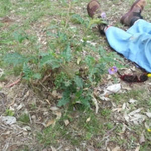 Solanum cinereum at Hackett, ACT - 15 Nov 2015 11:09 AM