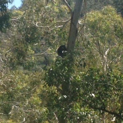 Phascolarctos cinereus (Koala) at Horsnell Gully, SA - 15 Nov 2015 by Spotto