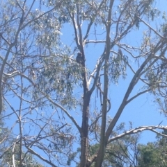 Phascolarctos cinereus (Koala) at Horsnell Gully, SA - 15 Nov 2015 by Spotto