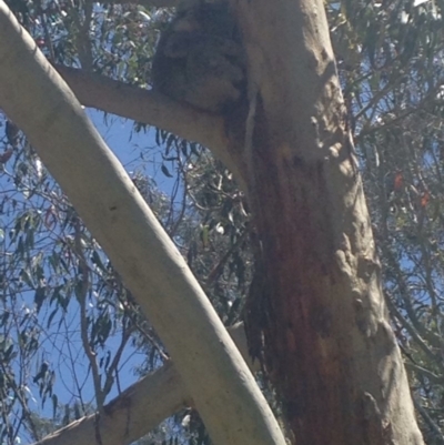 Phascolarctos cinereus (Koala) at Horsnell Gully, SA - 15 Nov 2015 by Spotto