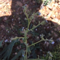 Cynoglossum australe (Australian Forget-me-not) at Bungendore, NSW - 15 Nov 2015 by yellowboxwoodland