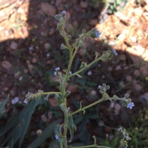 Cynoglossum australe at Bungendore, NSW - 15 Nov 2015