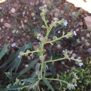 Cynoglossum australe at Bungendore, NSW - 15 Nov 2015