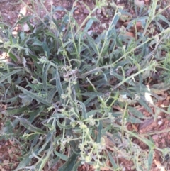 Cynoglossum australe at Bungendore, NSW - 15 Nov 2015