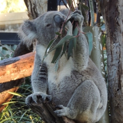 Phascolarctos cinereus (Koala) at Molonglo Valley, ACT - 3 Jun 2015 by MichaelBedingfield