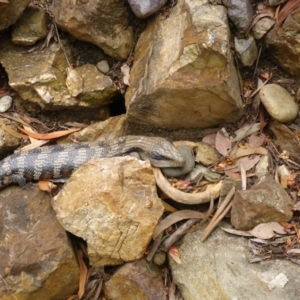 Tiliqua scincoides scincoides at Aranda, ACT - 1 Nov 2015