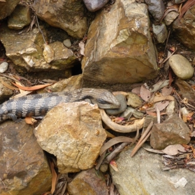 Tiliqua scincoides scincoides (Eastern Blue-tongue) at Aranda, ACT - 31 Oct 2015 by JanetRussell