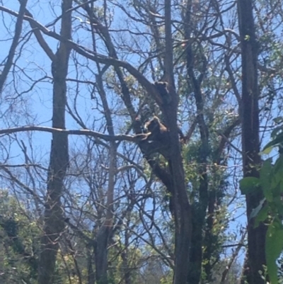 Phascolarctos cinereus (Koala) at Horsnell Gully, SA - 15 Nov 2015 by Spotto