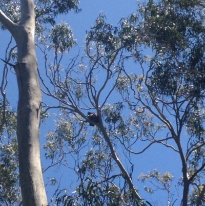 Phascolarctos cinereus (Koala) at Horsnell Gully, SA - 15 Nov 2015 by Spotto