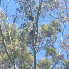 Phascolarctos cinereus (Koala) at Horsnell Gully, SA - 15 Nov 2015 by Spotto