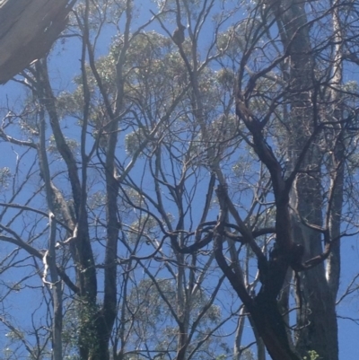 Phascolarctos cinereus (Koala) at Horsnell Gully, SA - 15 Nov 2015 by Spotto