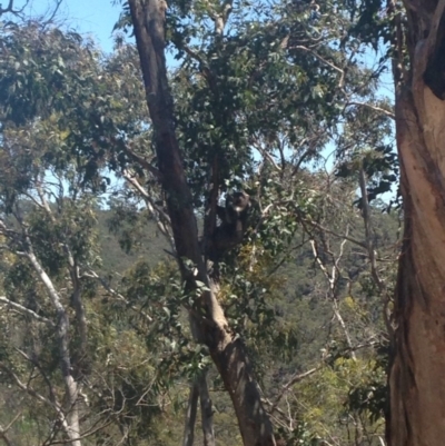 Phascolarctos cinereus (Koala) at Horsnell Gully, SA - 15 Nov 2015 by Spotto