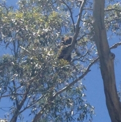 Phascolarctos cinereus (Koala) at Horsnell Gully, SA - 15 Nov 2015 by Spotto