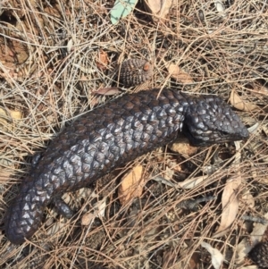 Tiliqua rugosa at Canberra Central, ACT - 15 Nov 2015