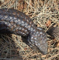 Tiliqua rugosa at Canberra Central, ACT - 15 Nov 2015 04:32 PM