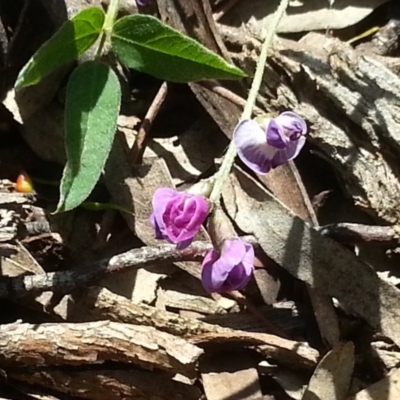 Glycine tabacina (Variable Glycine) at Hackett, ACT - 15 Nov 2015 by MPW
