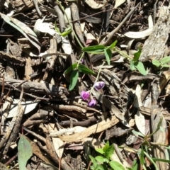 Glycine tabacina at Hackett, ACT - 15 Nov 2015 09:41 AM