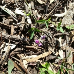 Glycine tabacina at Hackett, ACT - 15 Nov 2015 09:41 AM