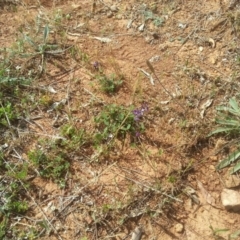 Glycine tabacina at Hackett, ACT - 15 Nov 2015 09:41 AM