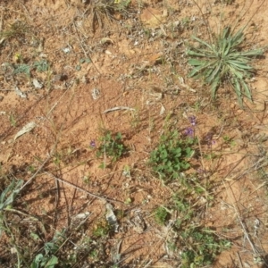 Glycine tabacina at Hackett, ACT - 15 Nov 2015