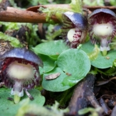 Corysanthes grumula (Stately helmet orchid) at Cotter River, ACT - 23 Aug 2014 by AaronClausen