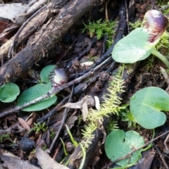 Corysanthes grumula at suppressed - 23 Aug 2014