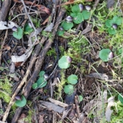 Corysanthes grumula at suppressed - 23 Aug 2014