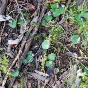 Corysanthes grumula at suppressed - 23 Aug 2014