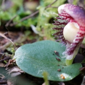 Corysanthes grumula at suppressed - 23 Aug 2014