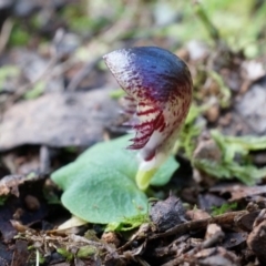 Corysanthes grumula at suppressed - 23 Aug 2014