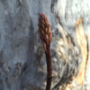 Dipodium roseum at Canberra Central, ACT - 15 Nov 2015