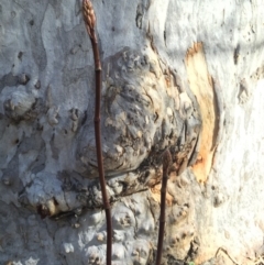 Dipodium roseum at Canberra Central, ACT - suppressed