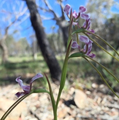 Diuris dendrobioides (Late Mauve Doubletail) at Mount Majura - 15 Nov 2015 by AaronClausen