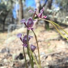 Diuris dendrobioides at suppressed - 15 Nov 2015