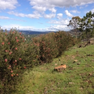 Melaleuca citrina at Red Hill, ACT - 15 Nov 2015