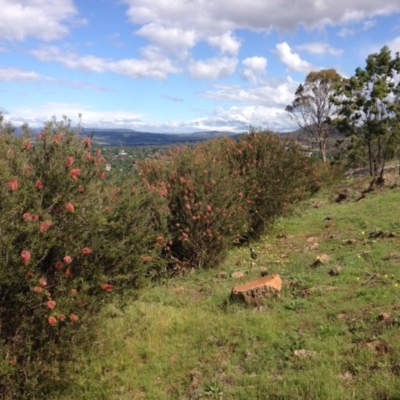 Callistemon citrinus (Crimson Bottlebrush) at Red Hill, ACT - 15 Nov 2015 by Ratcliffe