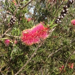 Callistemon citrinus at Red Hill, ACT - 15 Nov 2015 05:03 PM