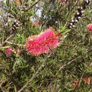 Melaleuca citrina at Red Hill, ACT - 15 Nov 2015