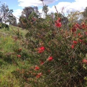 Callistemon citrinus at Red Hill, ACT - 15 Nov 2015 05:03 PM