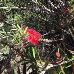 Callistemon citrinus at Red Hill, ACT - 15 Nov 2015 05:03 PM