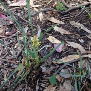 Lomandra filiformis subsp. coriacea at Yarralumla, ACT - 15 Nov 2015