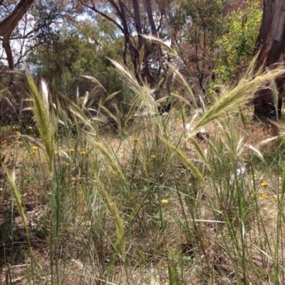 Austrostipa densiflora (Foxtail Speargrass) at Stirling Park - 15 Nov 2015 by Ratcliffe