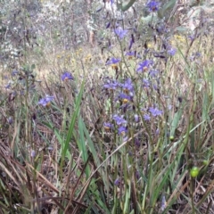 Dianella revoluta var. revoluta (Black-Anther Flax Lily) at Yarralumla, ACT - 15 Nov 2015 by Ratcliffe