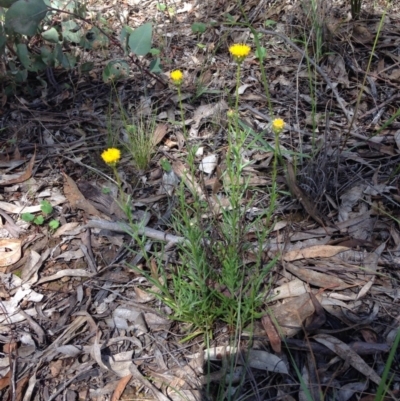 Rutidosis leptorhynchoides (Button Wrinklewort) at Stirling Park - 15 Nov 2015 by Ratcliffe