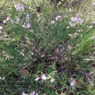 Lotus australis (Austral Trefoil) at Stirling Park - 15 Nov 2015 by Ratcliffe