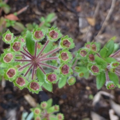 Pomax umbellata (A Pomax) at Black Mountain - 5 Nov 2015 by RWPurdie