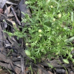 Cotula australis (Common Cotula, Carrot Weed) at Ainslie, ACT - 15 Nov 2015 by SilkeSma