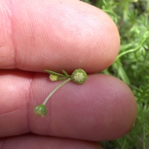 Cotula australis at Ainslie, ACT - 15 Nov 2015