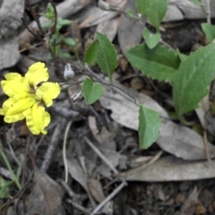 Goodenia hederacea (Ivy Goodenia) at Mount Ainslie - 15 Nov 2015 by SilkeSma